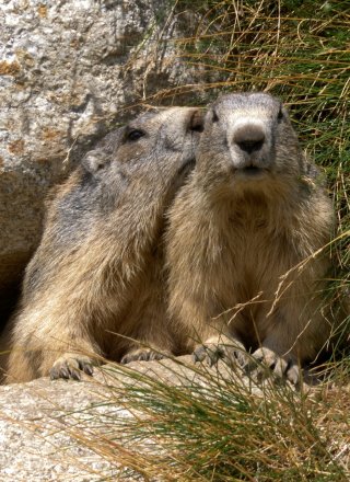 Grignotte la Marmotte